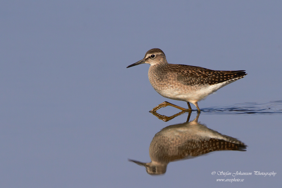 Grnbena / Wood Sandpiper Tringa glareola 