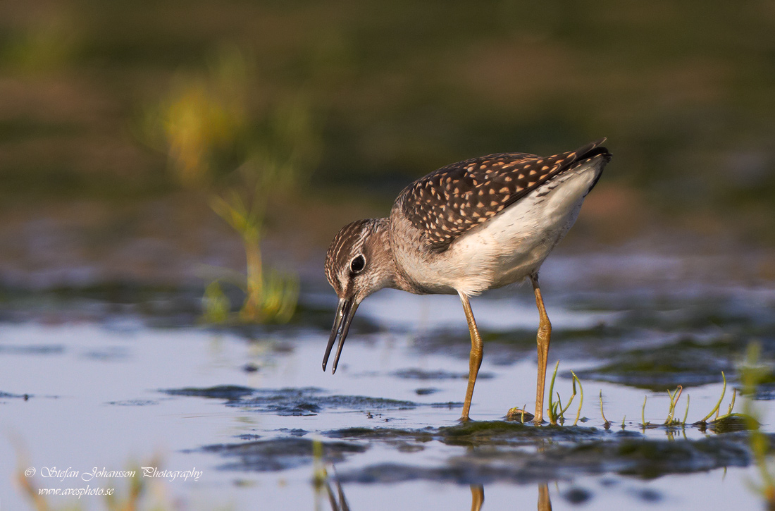 Grnbena / Wood Sandpiper Tringa glareola 