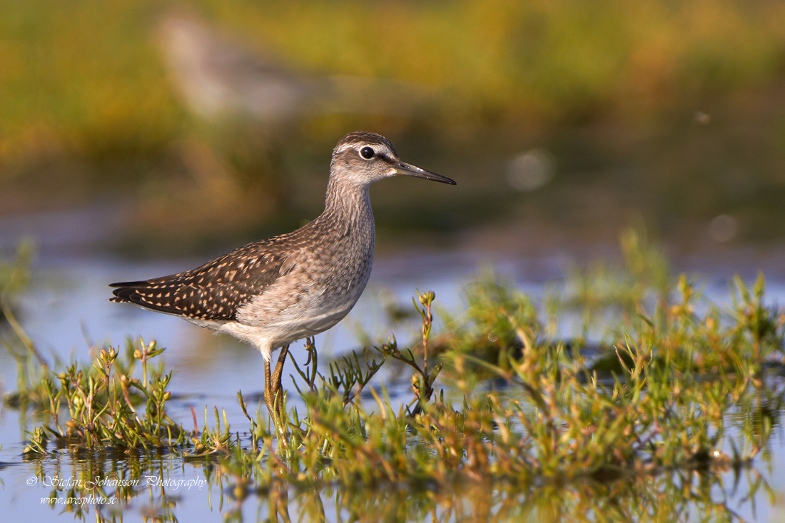 Grnbena / Wood Sandpiper Tringa glareola 