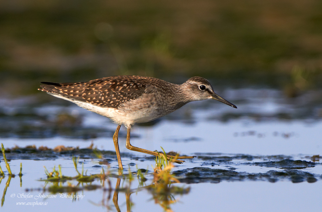 Grnbena / Wood Sandpiper Tringa glareola 