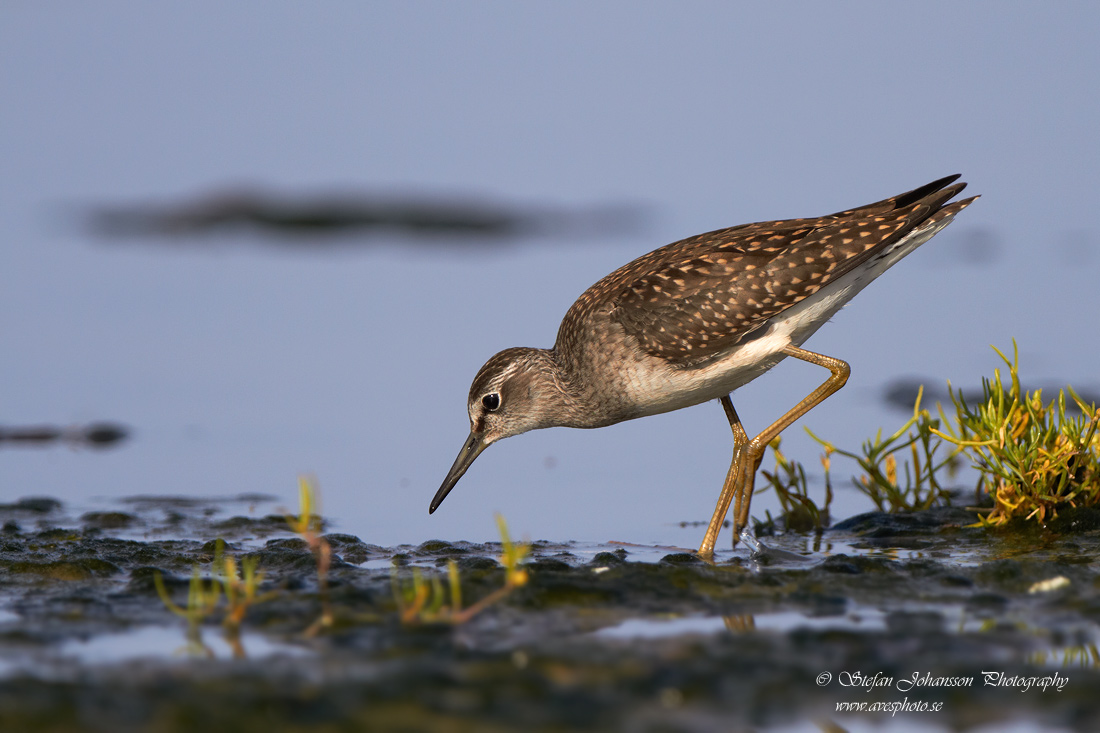 Grnbena / Wood Sandpiper Tringa glareola 