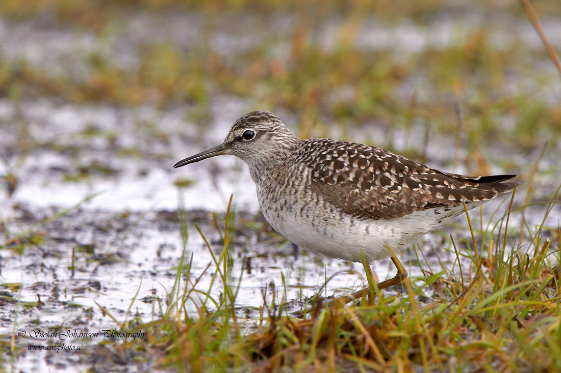 Grnbena / Wood Sandpiper Tringa glareola 