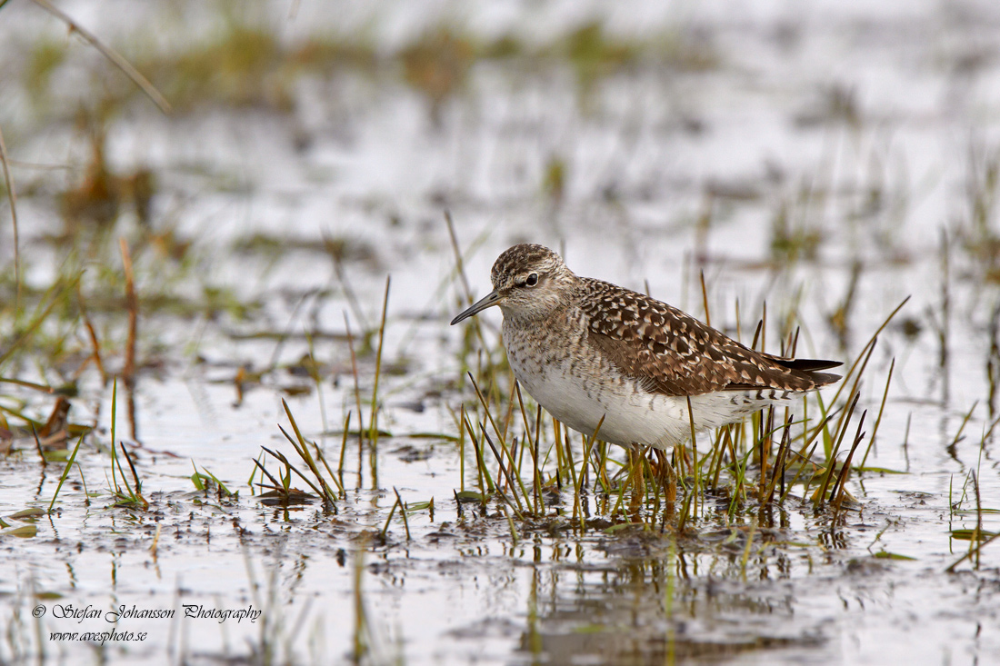 Grnbena / Wood Sandpiper Tringa glareola 