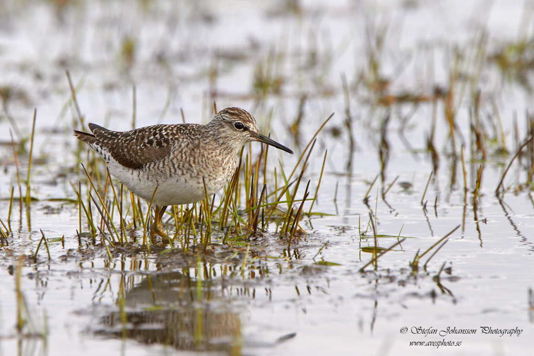 Grnbena / Wood Sandpiper Tringa glareola 