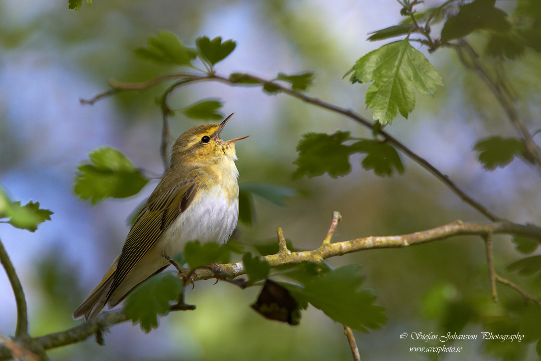 Phylloscopus sibilatrix 