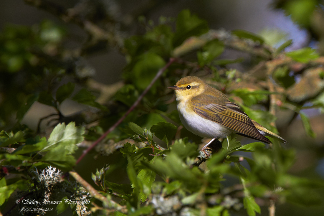 Phylloscopus sibilatrix 