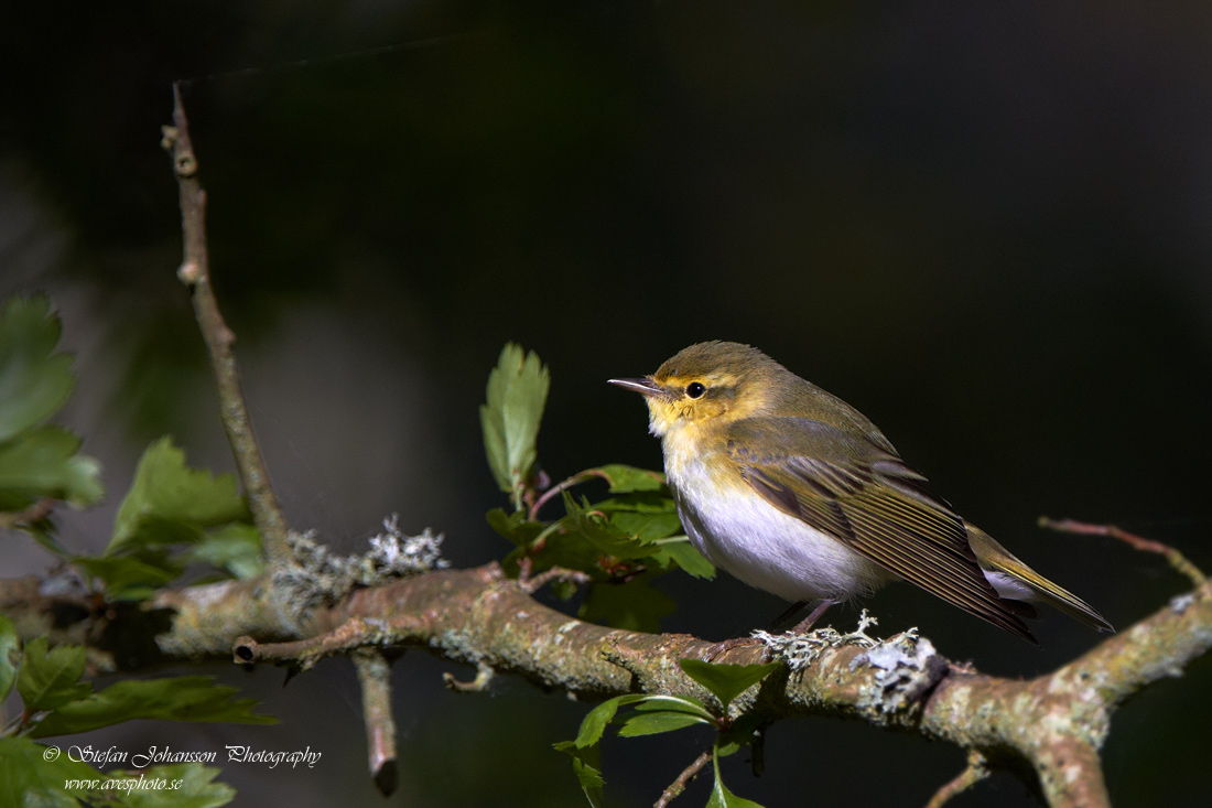 Phylloscopus sibilatrix 