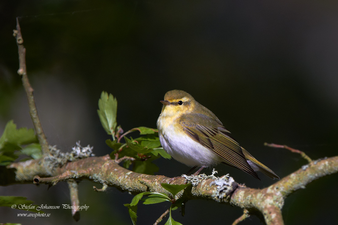 Phylloscopus sibilatrix 