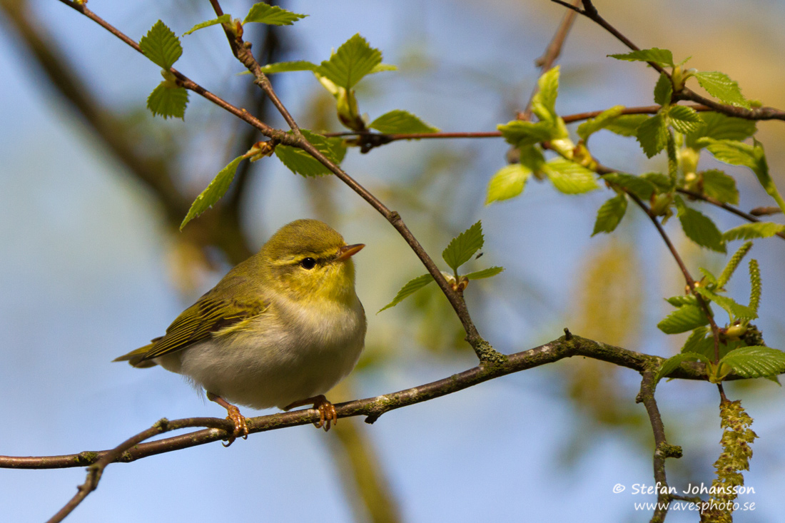 Grnsngare / Wood Warbler Phylloscopus sibilatrix 