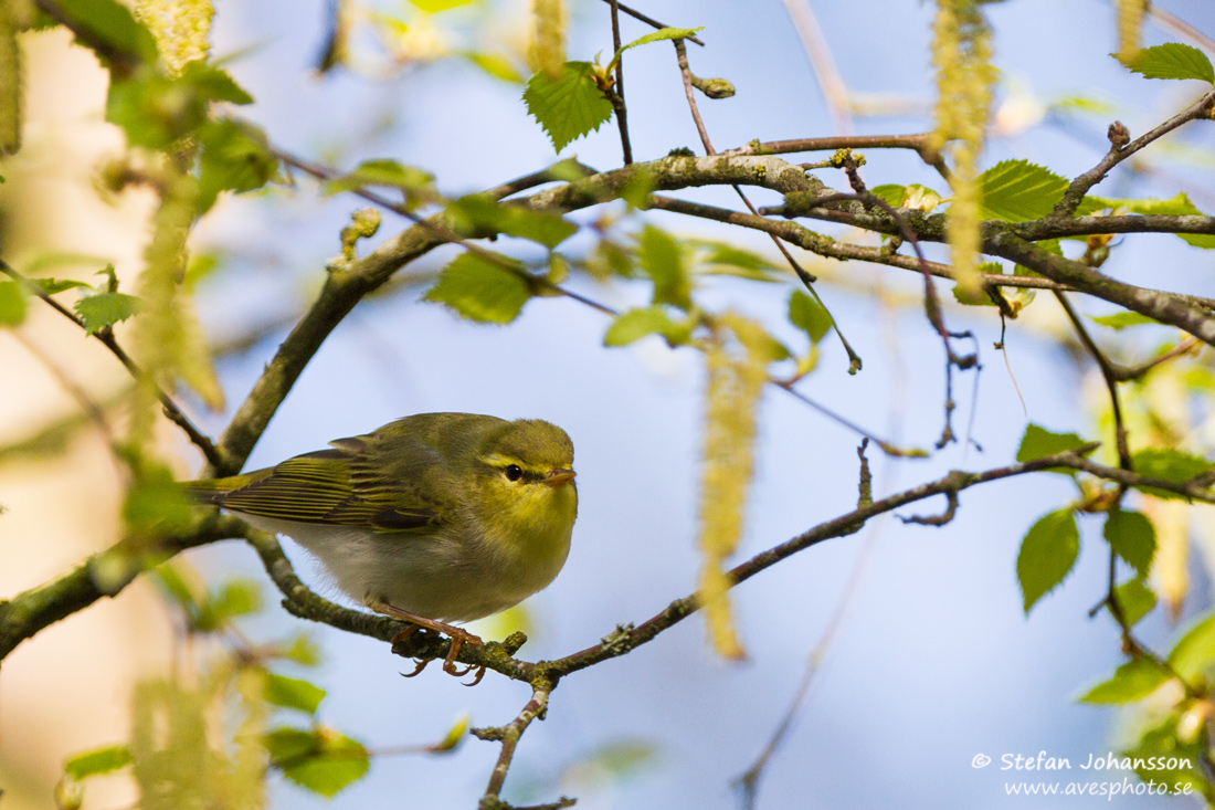 Grnsngare / Wood Warbler Phylloscopus sibilatrix 