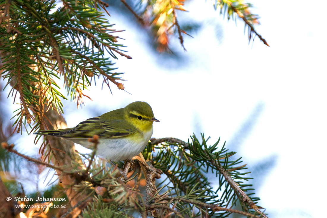 Grnsngare / Wood Warbler Phylloscopus sibilatrix 