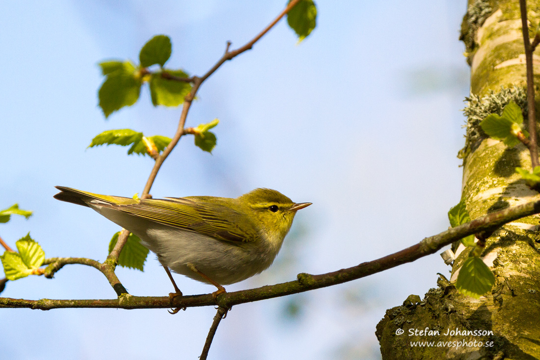 Grnsngare / Wood Warbler Phylloscopus sibilatrix 