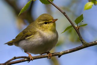 Grönsångare / Wood Warbler 