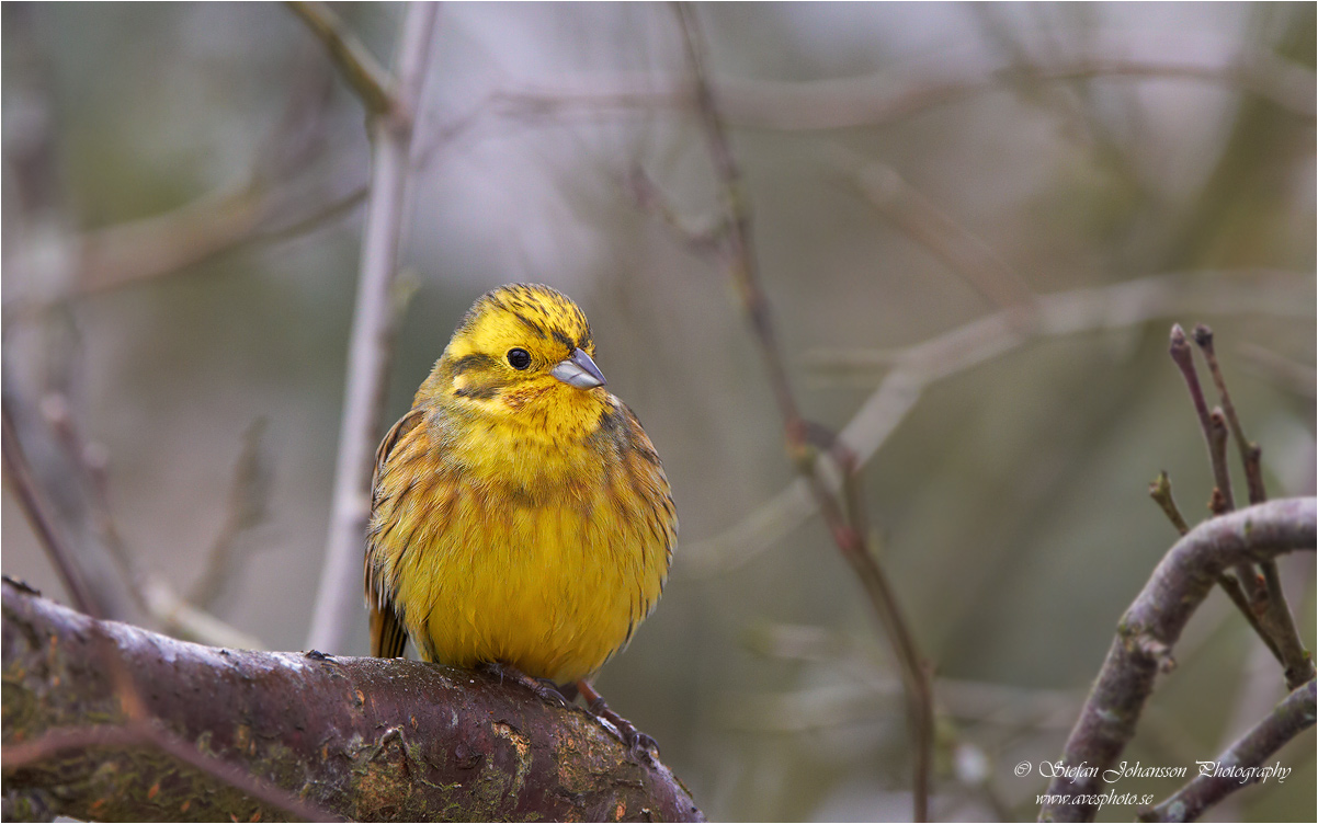 Gulsparv / Yellow Hammer Emberiza citrinella 