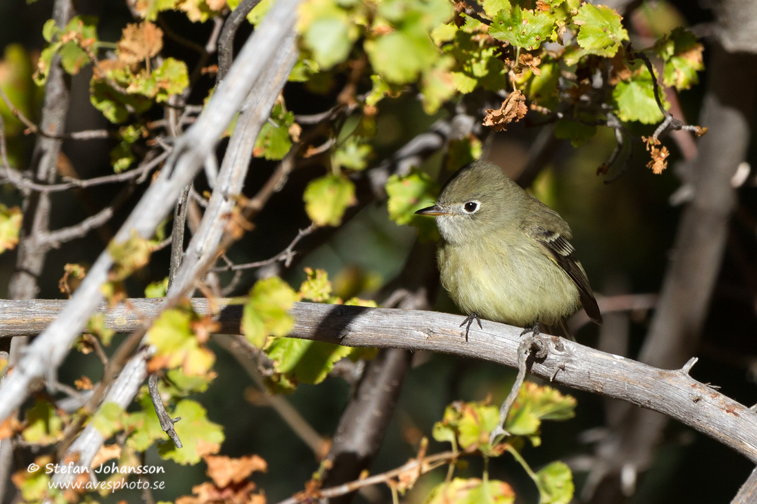 Hammond's Flycatcher Empidonax hammondii