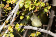 Hammond's Flycatcher Empidonax hammondii