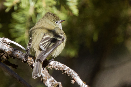 Hammond's Flycatcher Empidonax hammondii