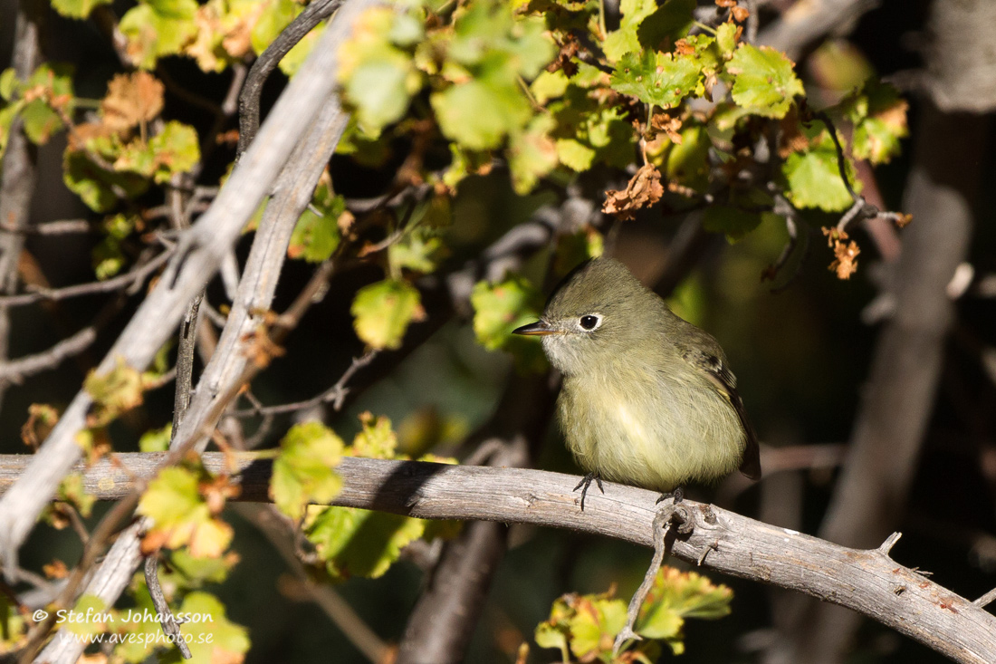 Empidonax hammondii