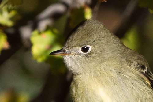 Empidonax hammondii