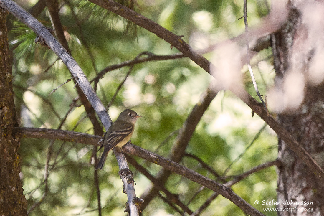 Empidonax hammondii