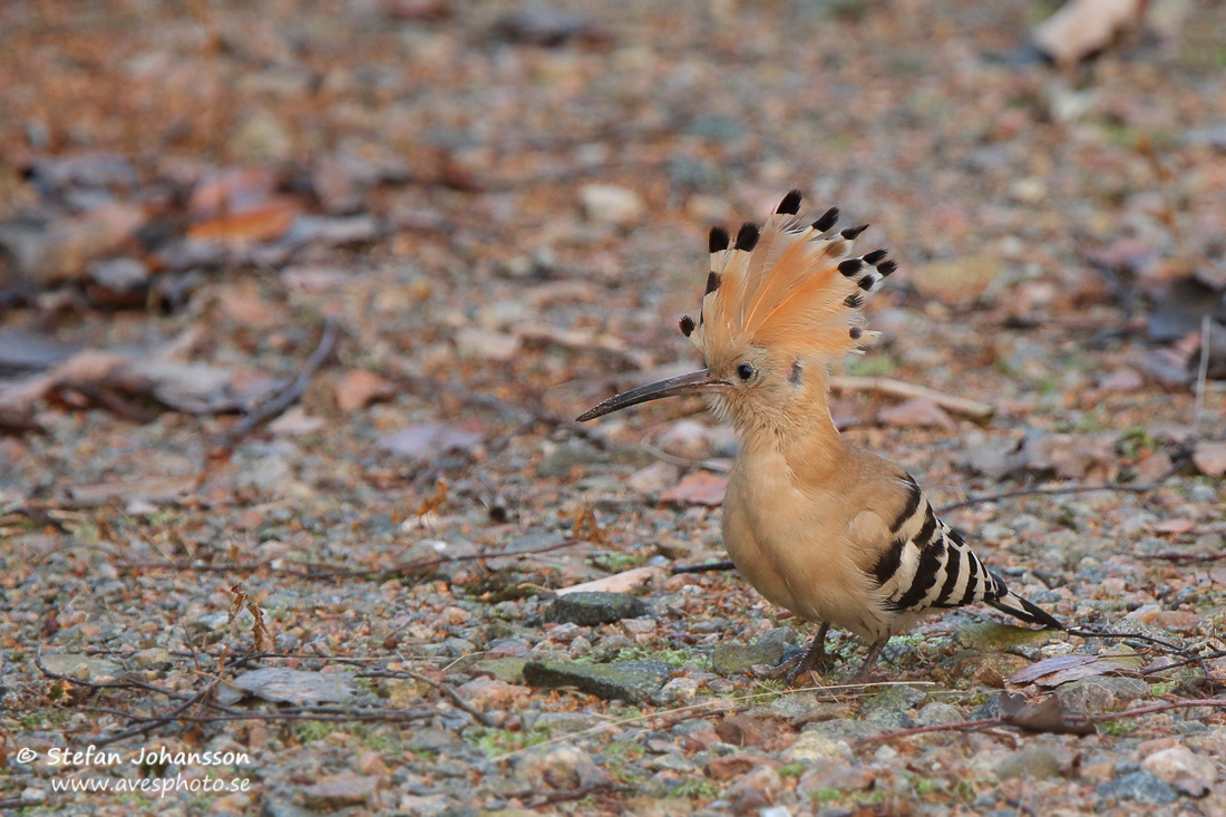 Hrfgel / Hoopoe Upupa epops 