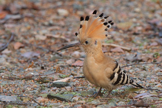 Härfågel / Hoopoe