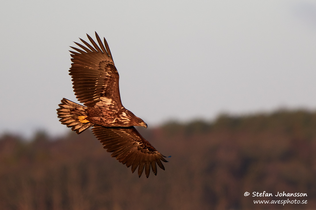 Havsrn / White-tailed Eagle