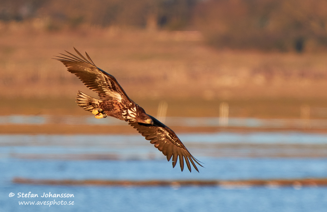 Havsrn / White-tailed Eagle