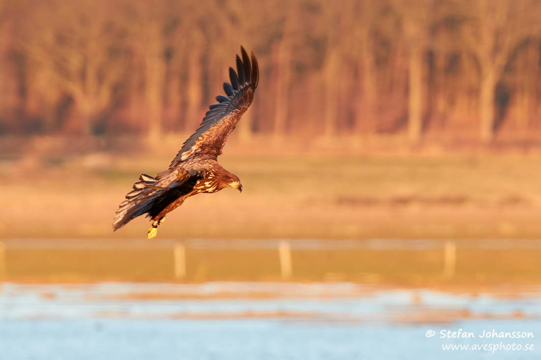 Havsrn / White-tailed Eagle