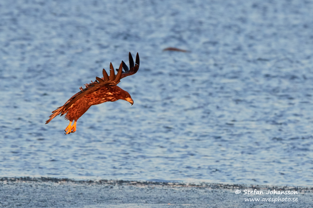 Havsrn / White-tailed Eagle