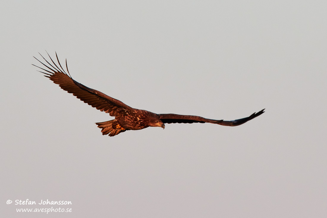 Havsrn / White-tailed Eagle