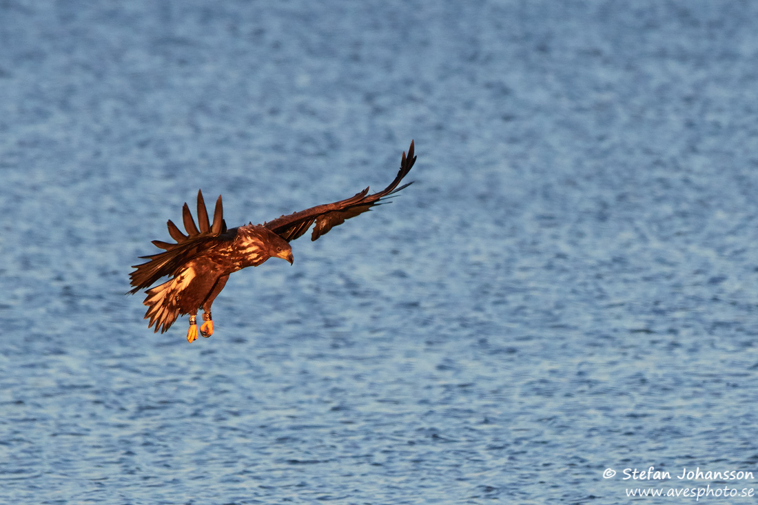 Havsrn / White-tailed Eagle