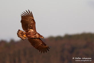 Havsörn / White-tailed Eagle 