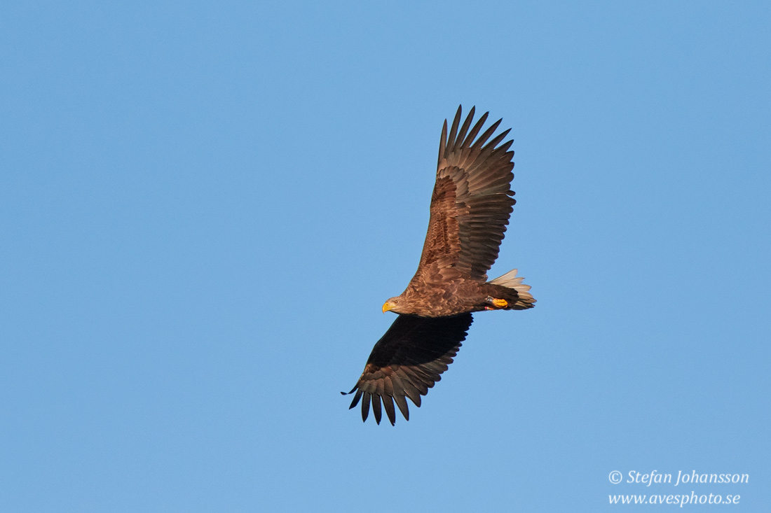 Havsrn / White-tailed Eagle Haliaeetus albicilla 