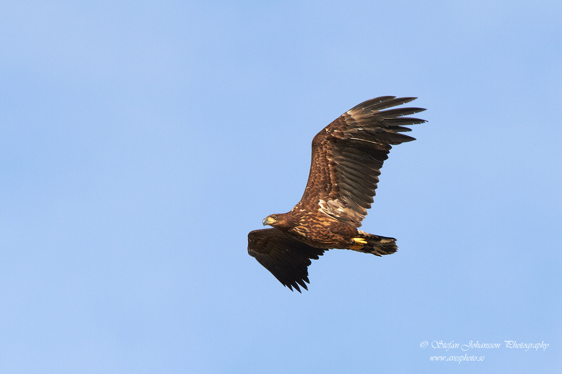 Havsrn / White-tailed Eagle Haliaeetus albicilla 