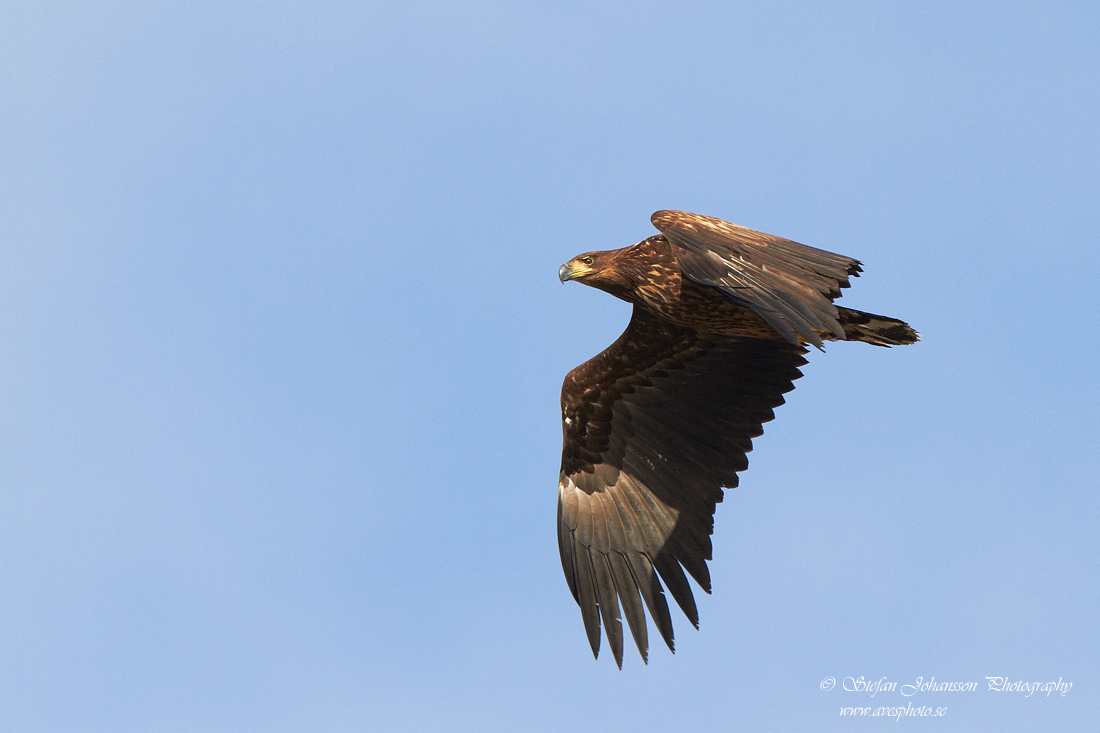 Havsrn / White-tailed Eagle Haliaeetus albicilla 