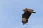 Havsrn / White-tailed Eagle Haliaeetus albicilla 