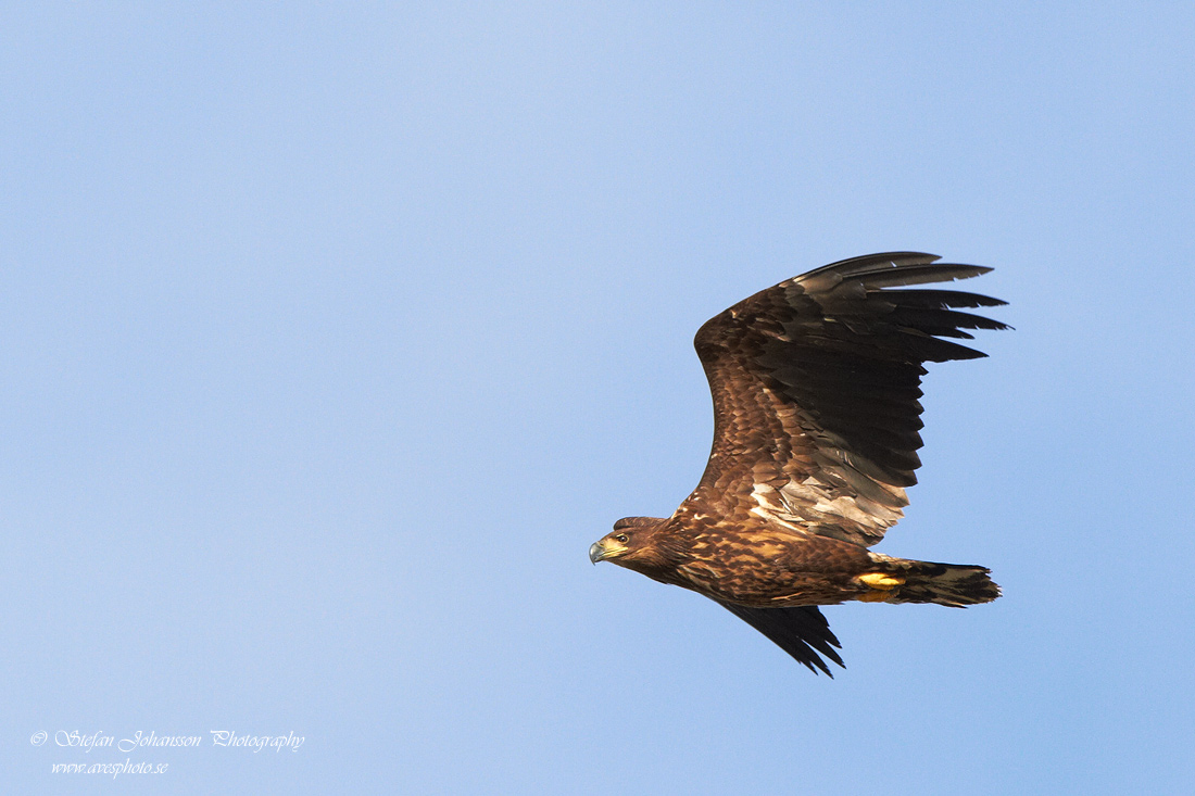 Havsrn / White-tailed Eagle Haliaeetus albicilla 