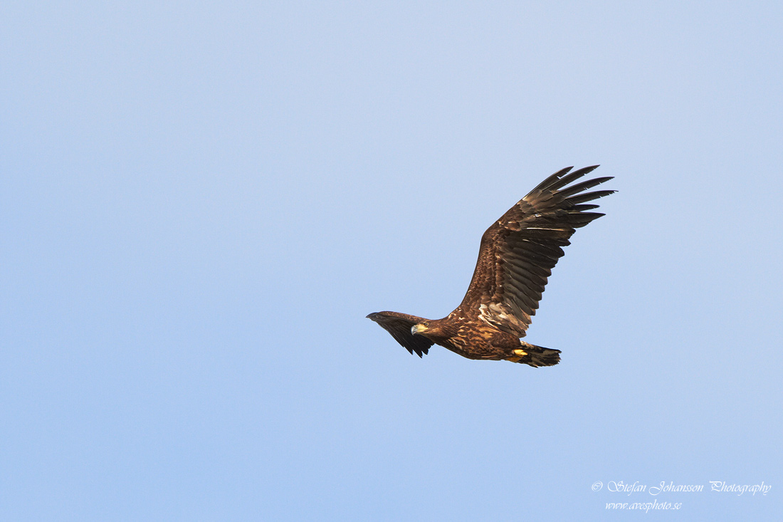 Havsrn / White-tailed Eagle Haliaeetus albicilla 