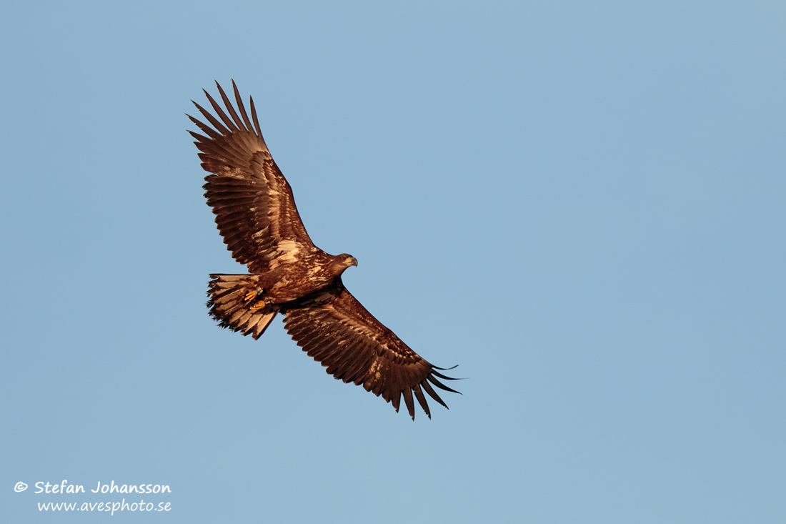 Havsrn / White-tailed Eagle Haliaeetus albicilla 