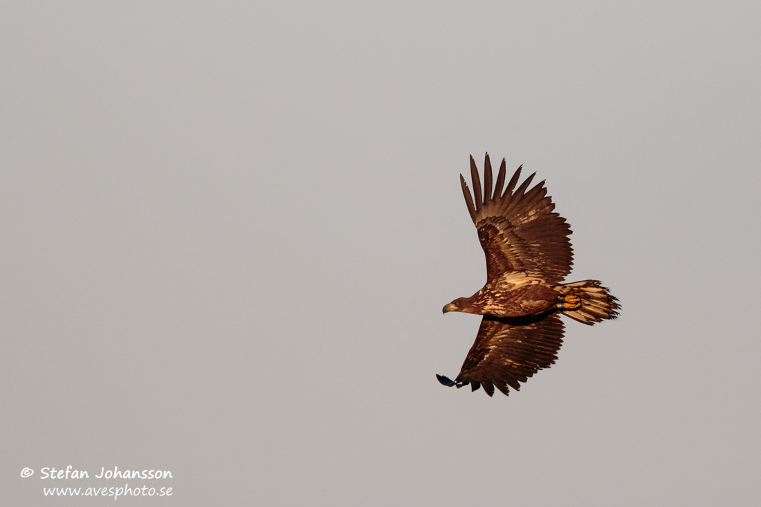 Havsrn / White-tailed Eagle Haliaeetus albicilla 