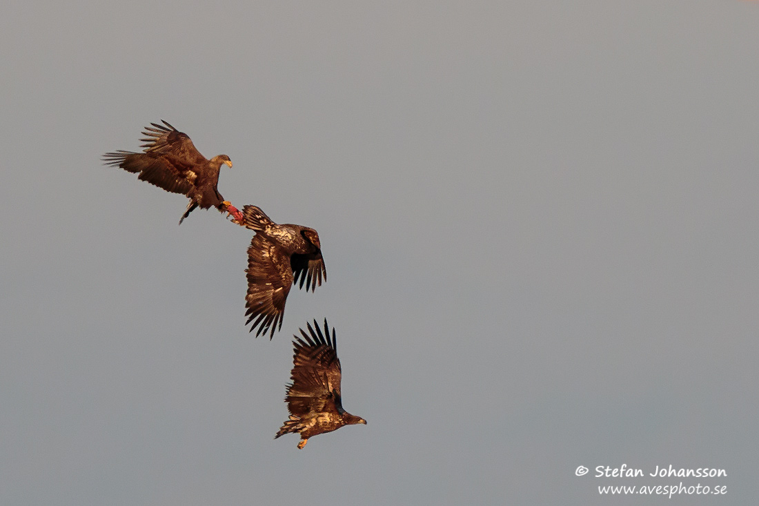 Havsrn / White-tailed Eagle Haliaeetus albicilla 