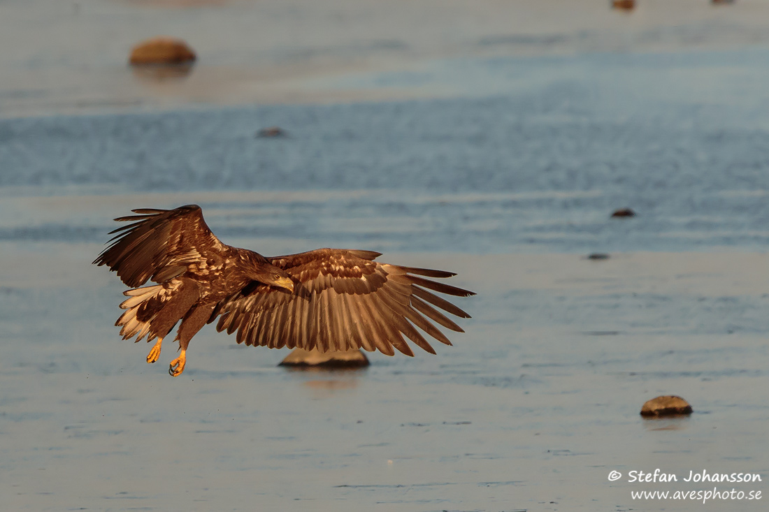 Havsrn / White-tailed Eagle Haliaeetus albicilla 