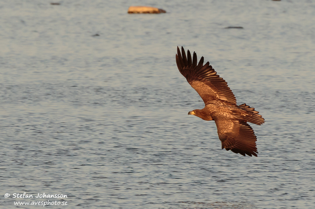 Havsrn / White-tailed Eagle Haliaeetus albicilla 