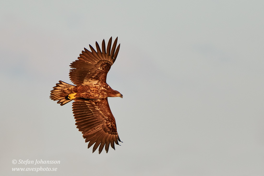 Havsrn / White-tailed Eagle Haliaeetus albicilla 