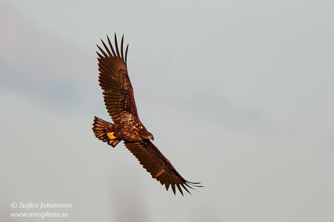 Havsrn / White-tailed Eagle Haliaeetus albicilla 