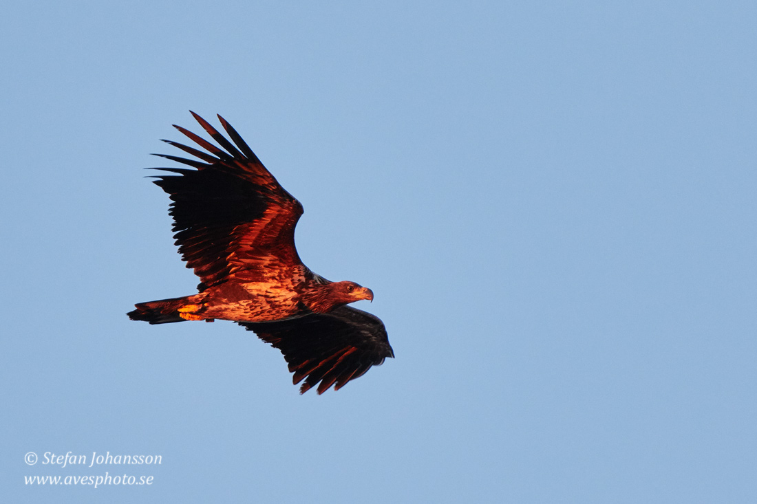 Havsrn / White-tailed Eagle Haliaeetus albicilla 