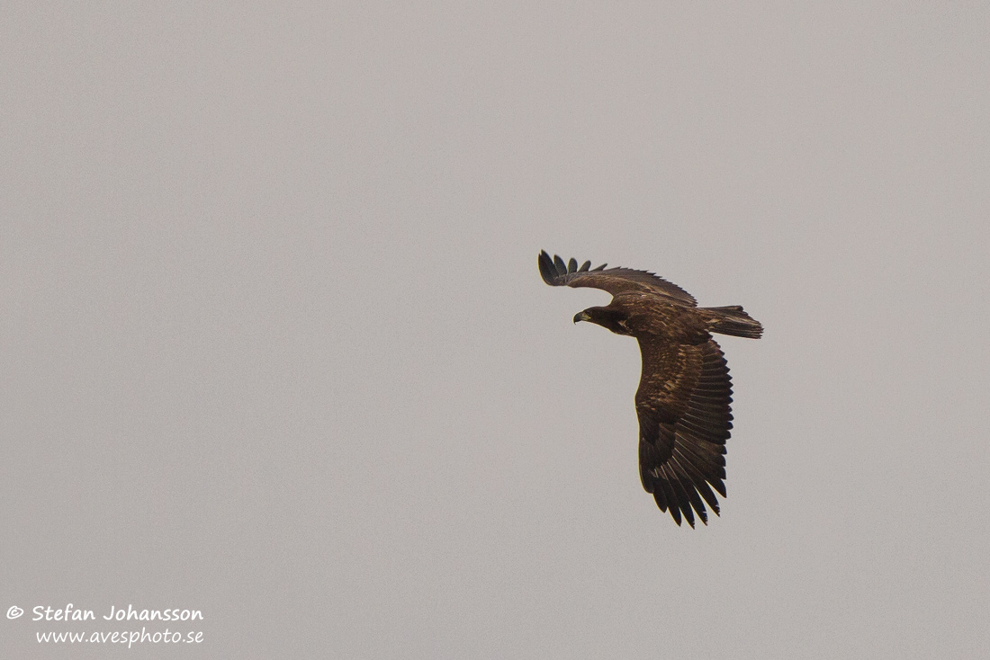 Havsrn / White-tailed Eagle Haliaeetus albicilla 