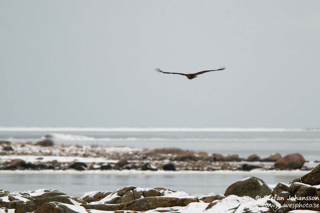 Havsrn / White-tailed Eagle Haliaeetus albicilla 