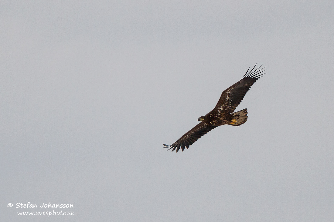 Havsrn / White-tailed Eagle Haliaeetus albicilla 